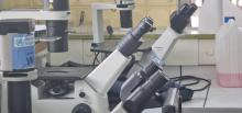 La RDC, avec l’appui de l’OMS, renforce la surveillance de la résistance aux antimicrobiens via un logiciel de collecte des données au niveau des laboratoires de microbiologie